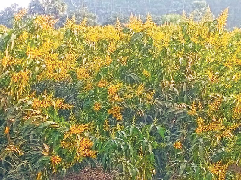 নওগাঁয় আমের বাম্পার ফলনের সম্ভাবনা